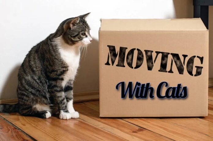 moving with cats